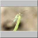 Stenodema sp - Weichwanze 01b 9mm.jpg